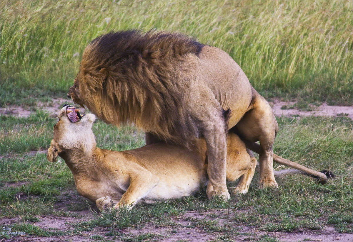 0_41ca5_3a1dc0a3_orig