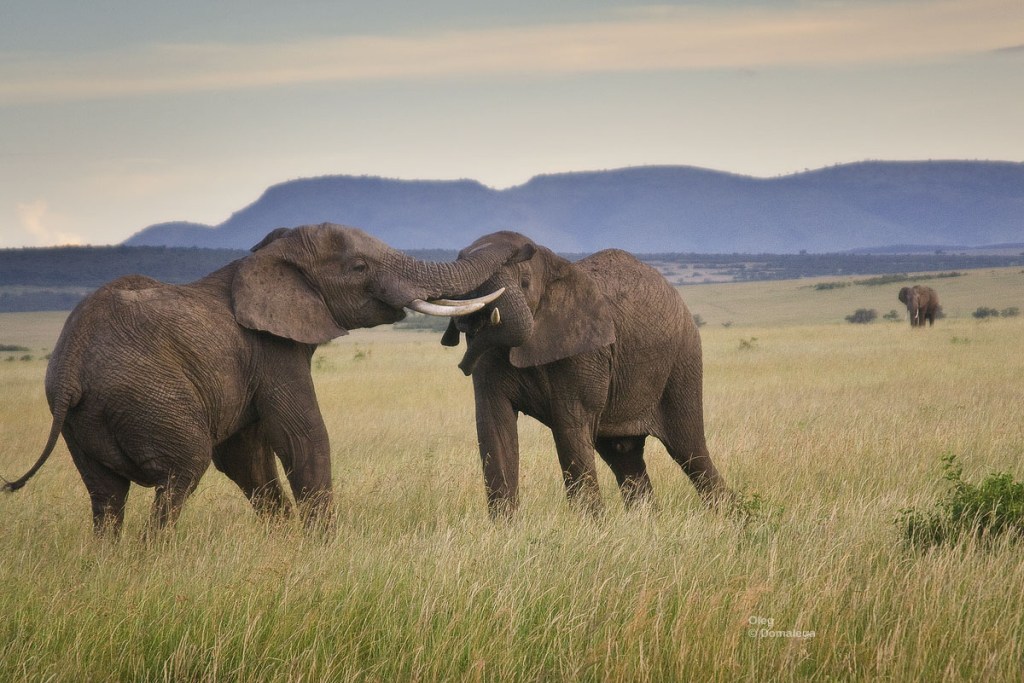 Слоны Масаи Мара