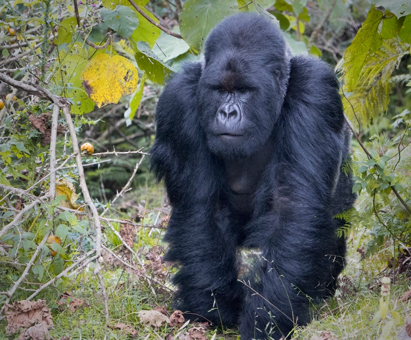Доминантный самец гориллы.