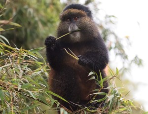 Золотистая мартышка в национальном парке Вулканов, Руанда