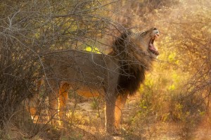 Король Калахари. Частный заповедник Deception Valley, Калахари, Ботсвана