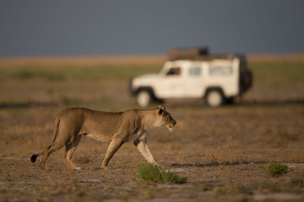 Львица в национальном парке Южная Луангва
