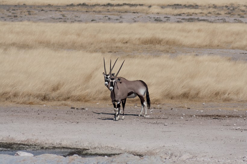 Национальный парк Этоша