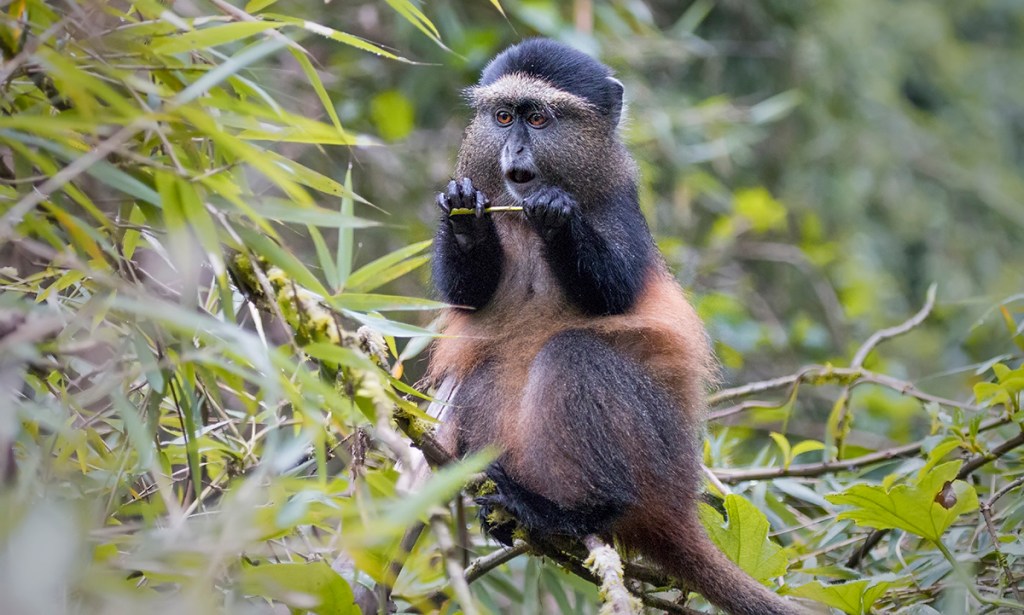 Золотистая мартышка.