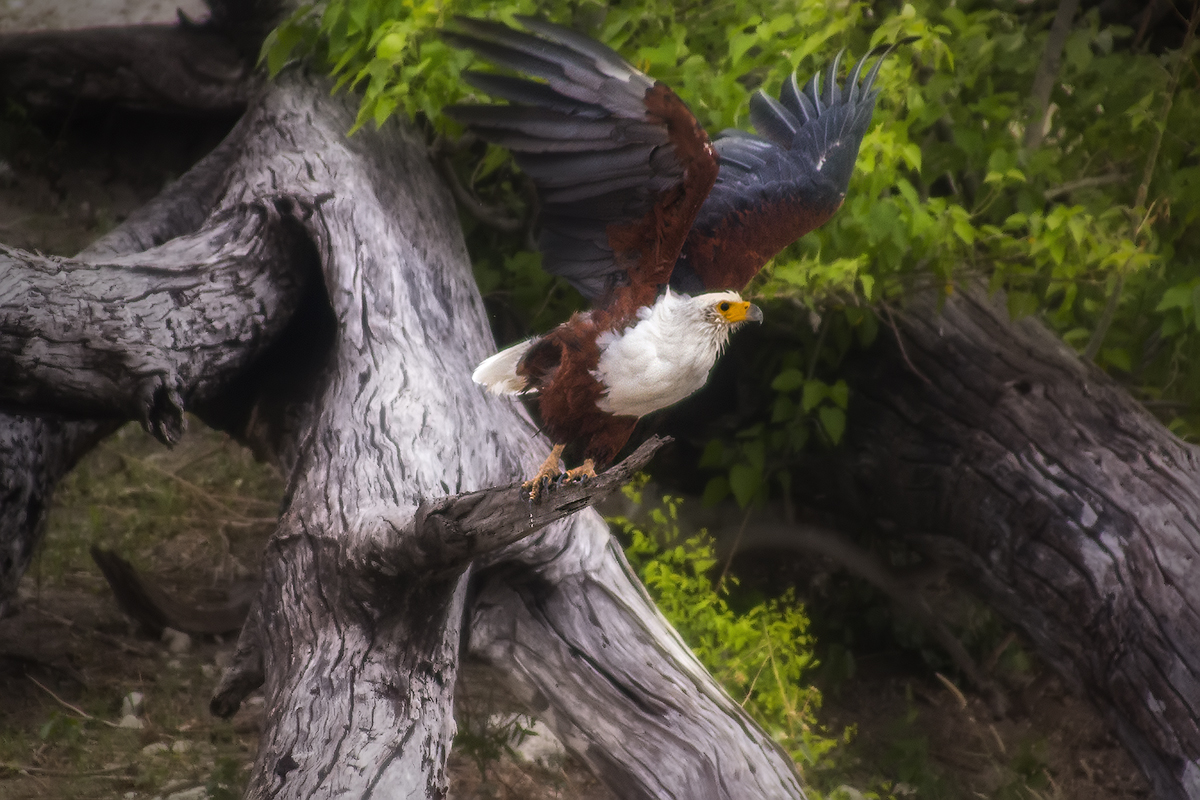 Орлан крикун. Чобе. Ботсвана