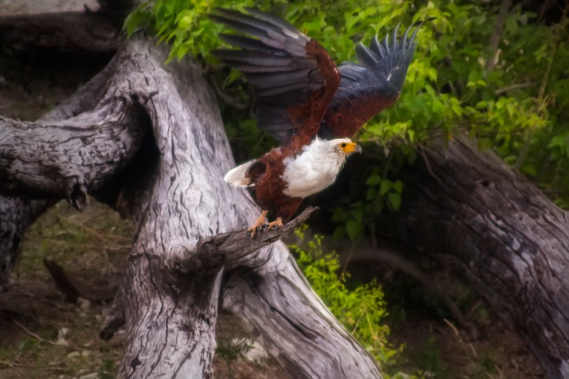 Орлан крикун. Чобе. Ботсвана