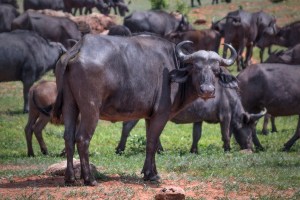 Африканский буйвол