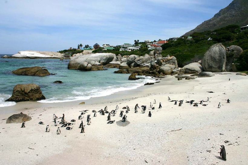 Пингвины на Boulders Beach