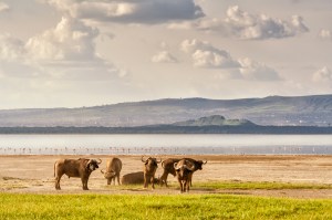 Озеро Накуру
