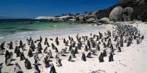 ЮАР, Саймонс Таун, пингвины на Boulders Beach