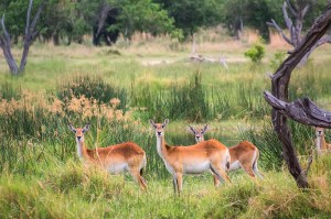 Антилопы личи. Заповедник Мореми