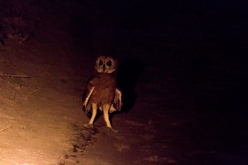 Ночное сафари