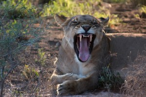 Львица. Deceptiov Valley Lodge