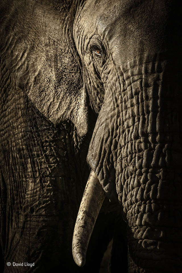 The power of the matriarch