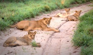 Львы Калахари