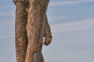 Леопард. Масаи Мара
