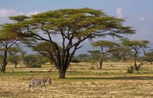 Заповедник Buffalo Springs, Кения