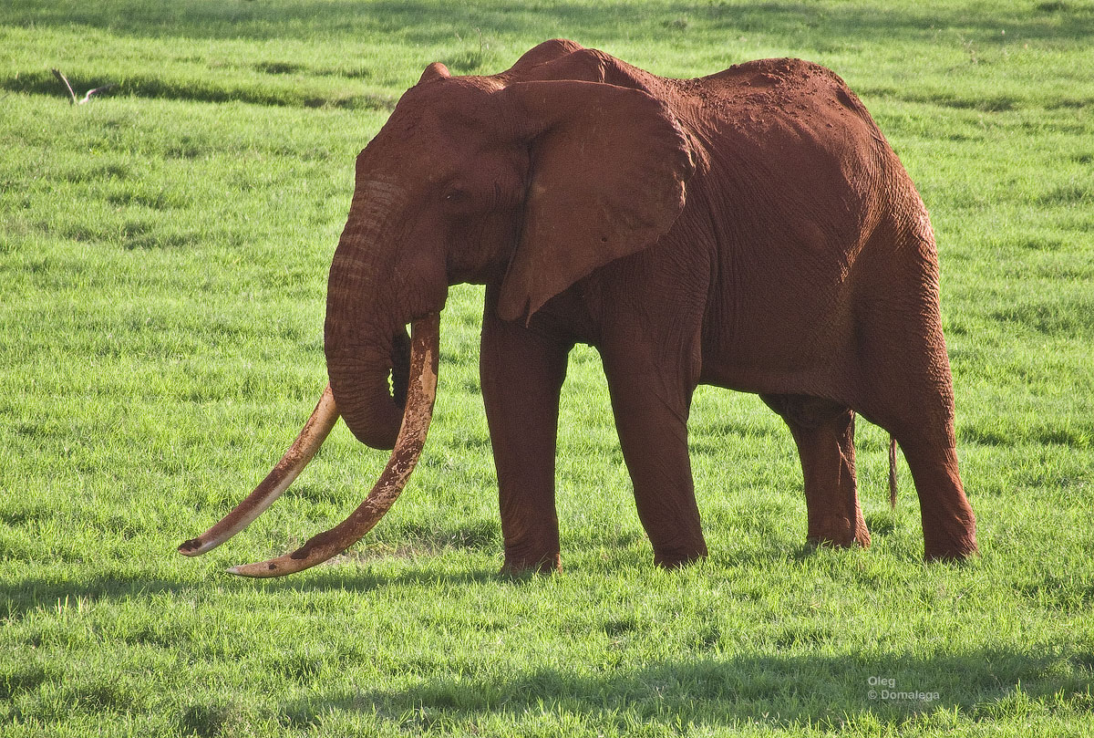 Патриарх. Национальный парк Тсаво, Кения