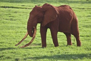 Патриарх. Национальный парк Тсаво, Кения