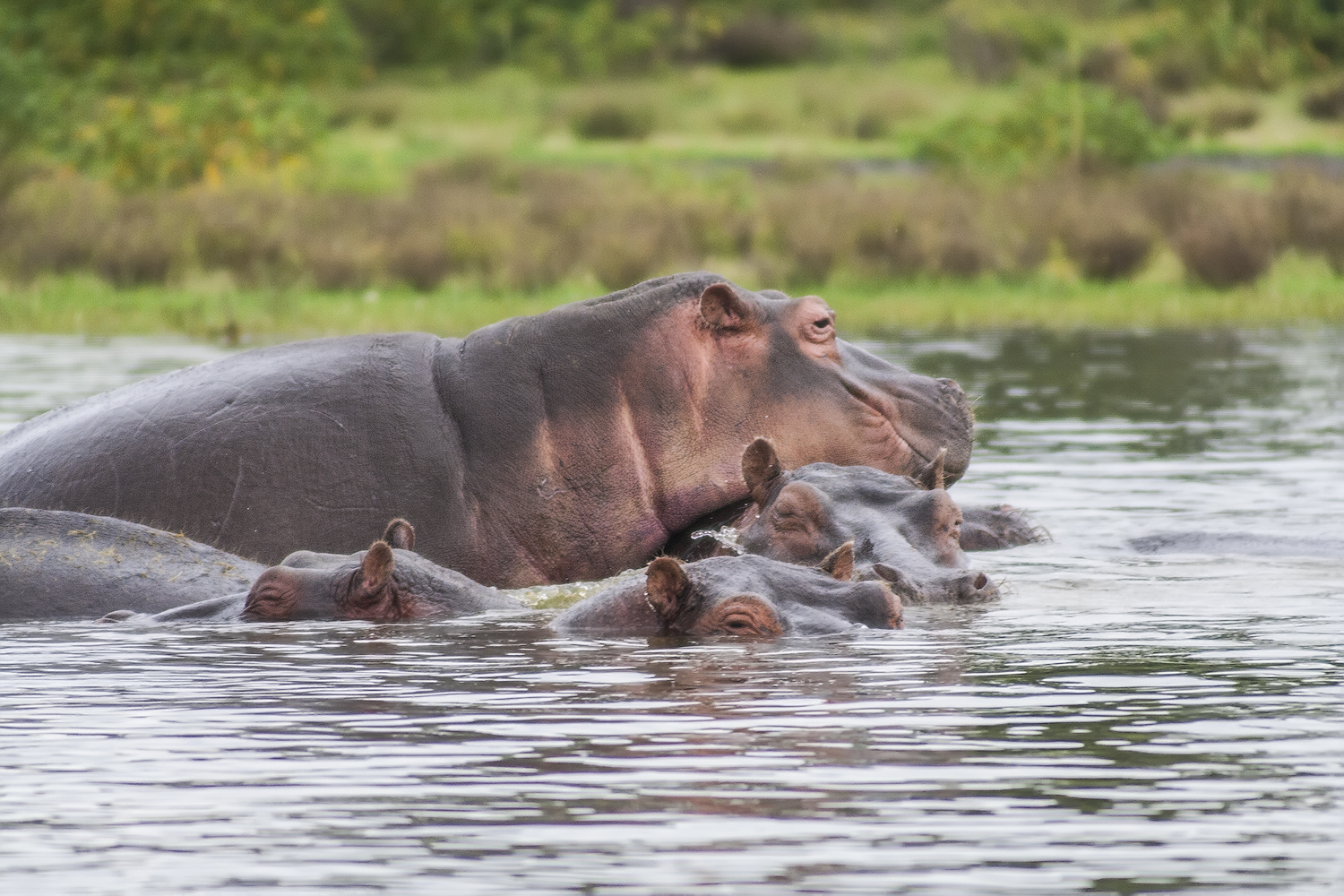 Озеро Найваша