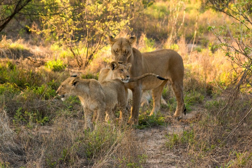 Львы Калахари