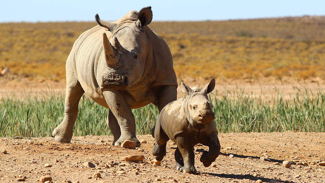 Inverdoorn Game Reserve