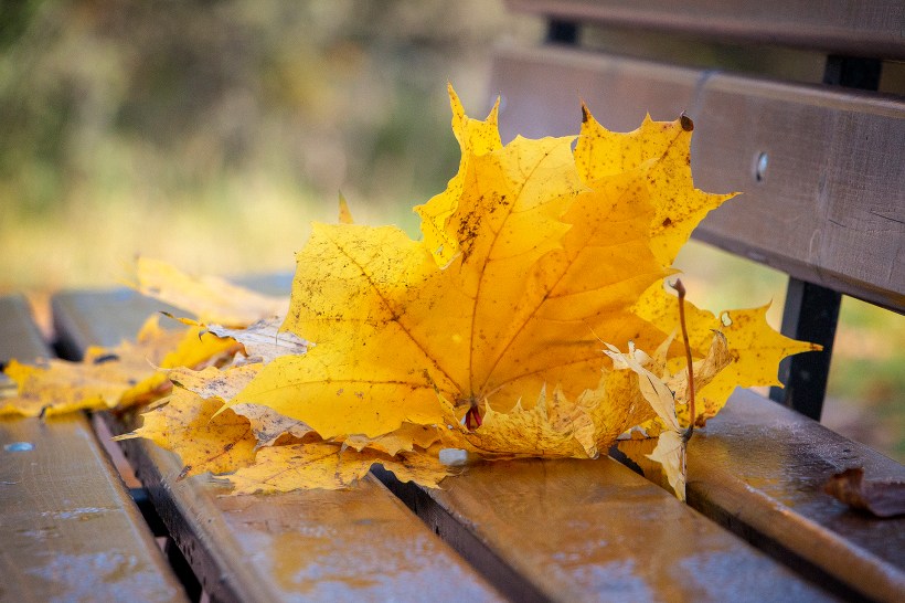 Падают листья