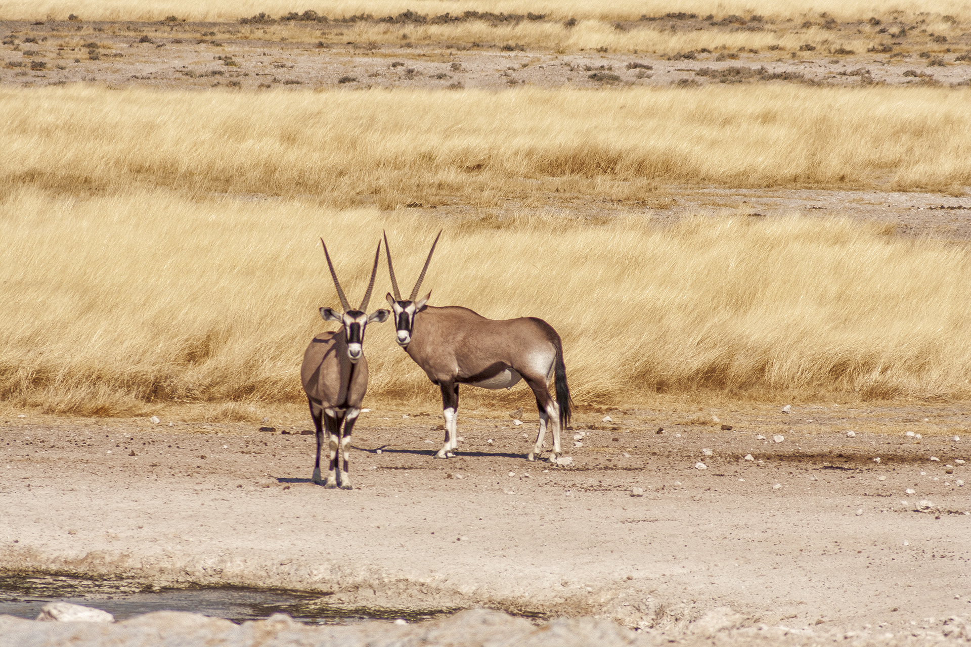 Ориксы (сернобыки) в национальном парке Этоша, Намибия