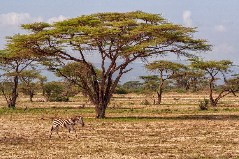 Одинокая зебра в саванне. Национальный парк Buffalo Springs, Кения
