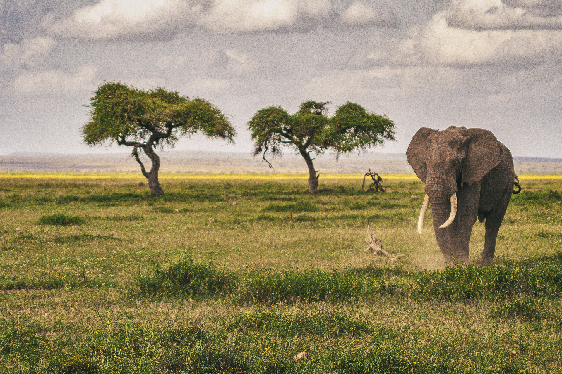 Слон, национальный парк Амбосели, Кения