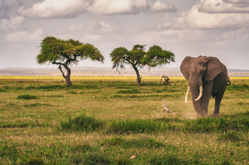 Слон, национальный парк Амбосели, Кения