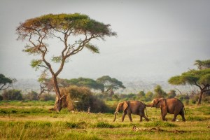 Слоны в национальном парке Амбосели, Кения