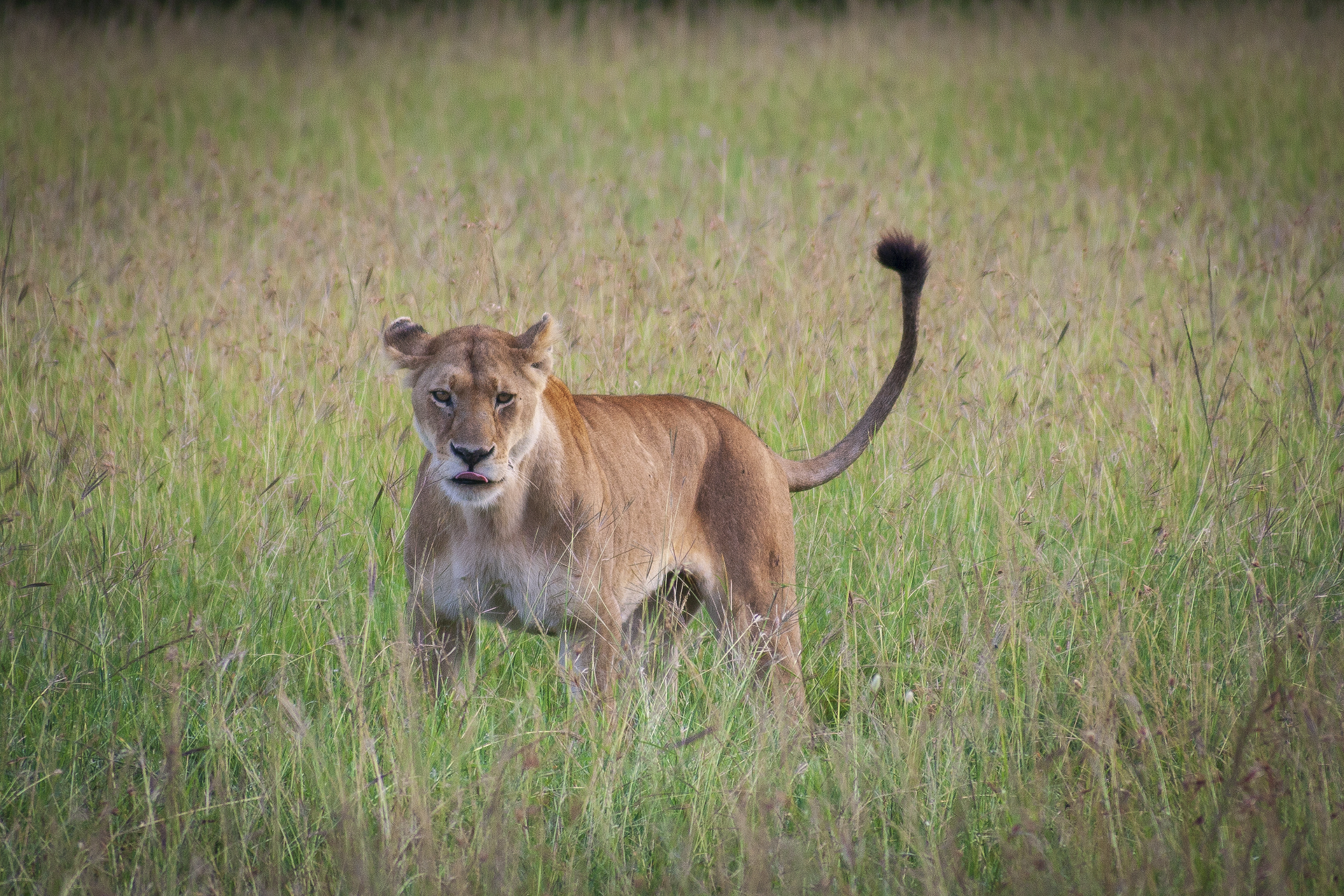 Львица в национальном парке Маасаи Мара