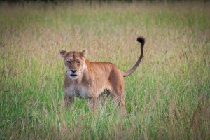 Львица в национальном парке Маасаи Мара