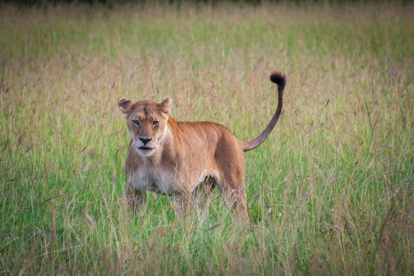 Львица в национальном парке Маасаи Мара
