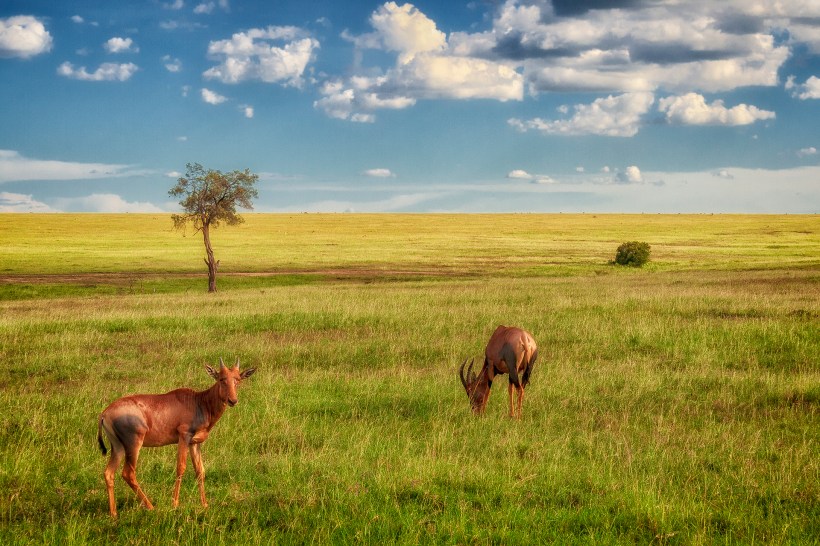 Антилопы топи, Маасаи Мара, Кения
