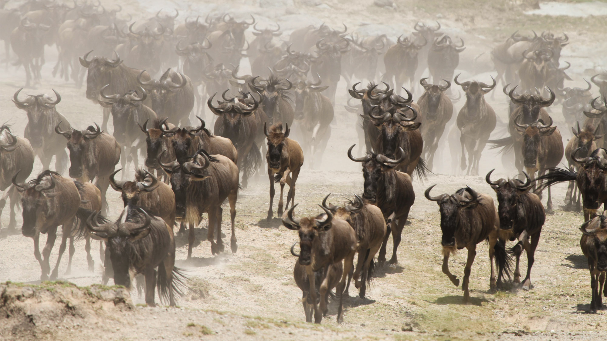 serengetiw-mbalagetirivervalley-1