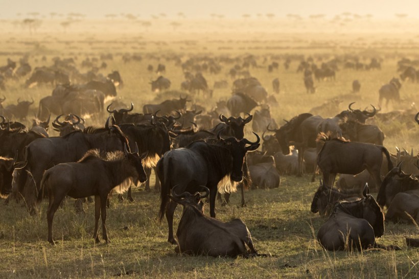 Великая миграция с Серенгети © Subi Sridharan
