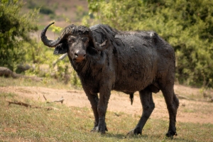 Африканский буйвол в национальном парке Чобе