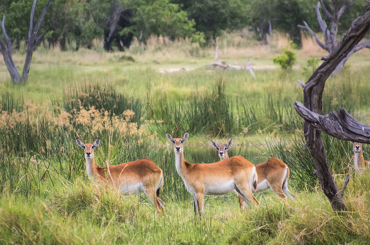 Заповедник Мореми, дельта реки Окаванго, Ботсвана