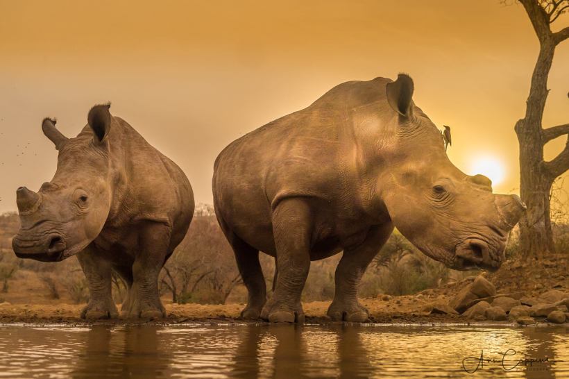 Носороги в частном заповеднике Zimanga. ©Ann Coppens