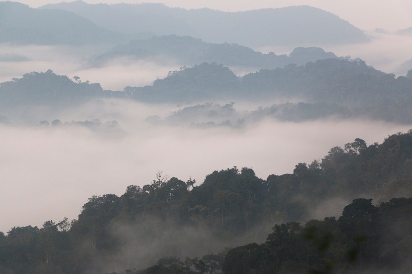 Тропический лес Ньюнгве, Руанда