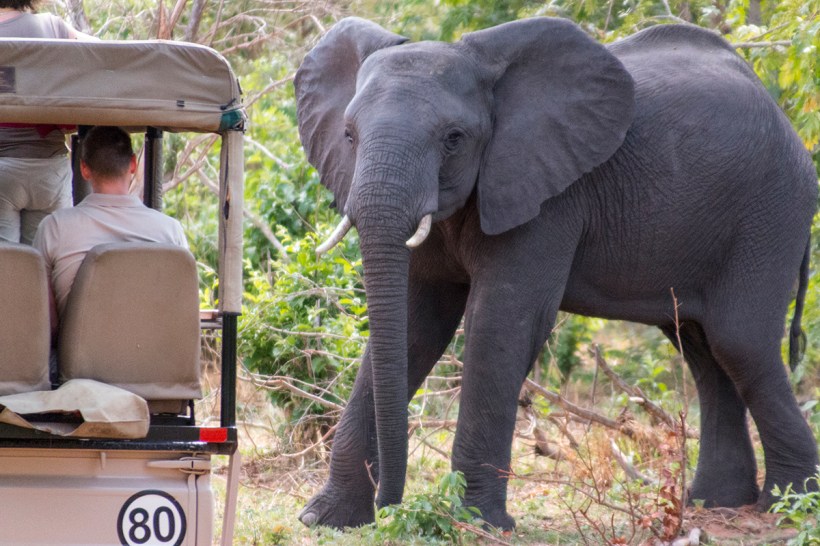 Сафари в национальном парке