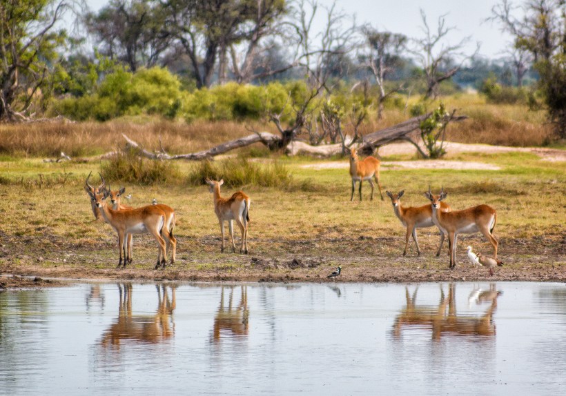 Антилопы личи в дельте Окаванго. Ботсвана