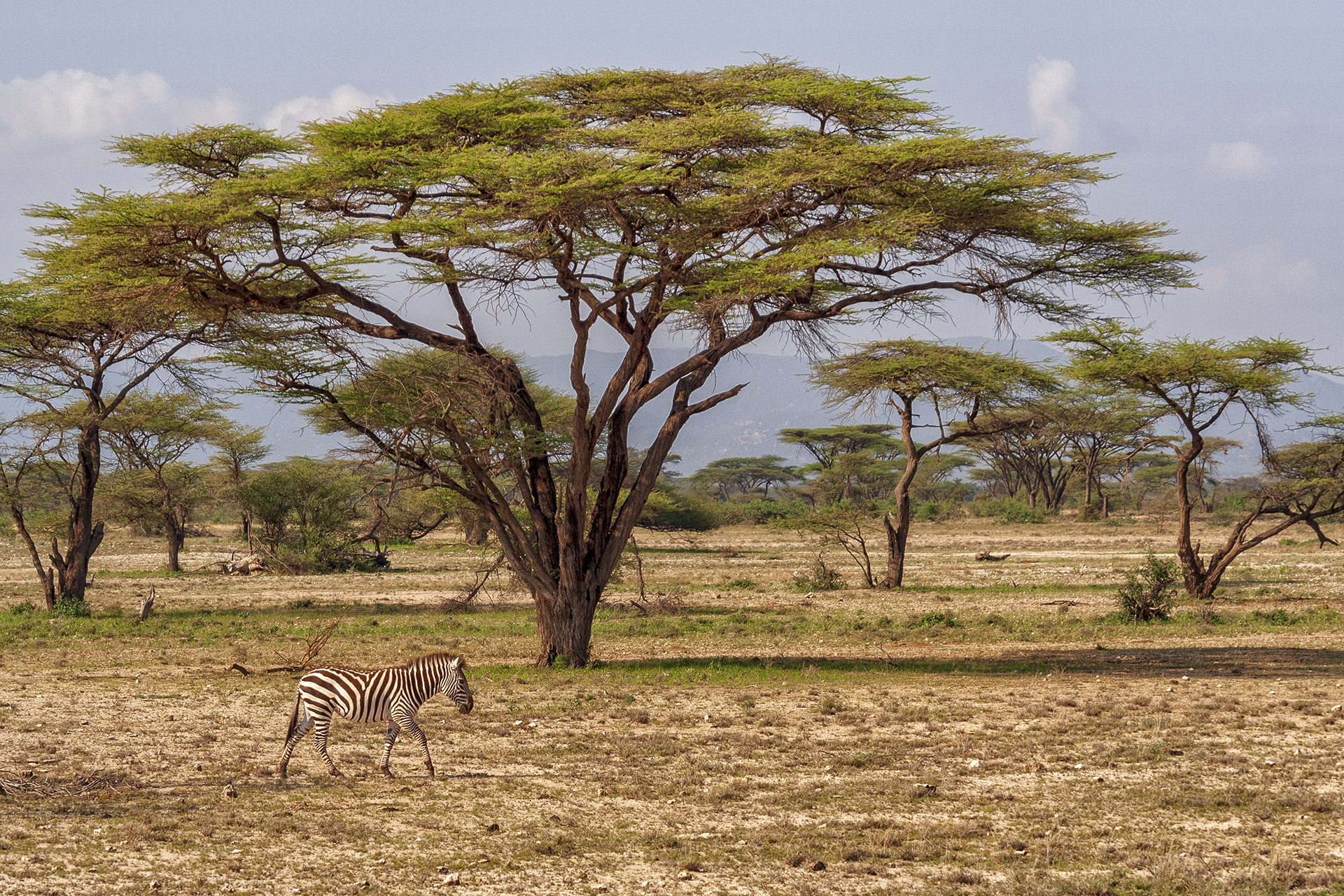 Одинокая зебра в национальном заповеднике Buffalo Springs, Кения