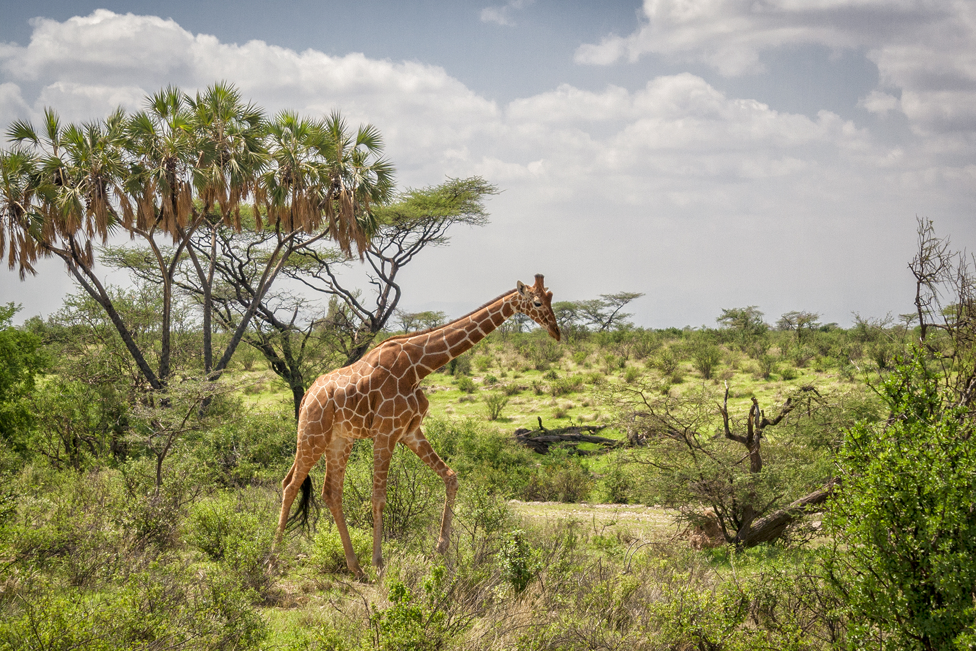 Сомалийский (сетчатый) жираф в национальном заповеднике Buffalo Springs. Кения