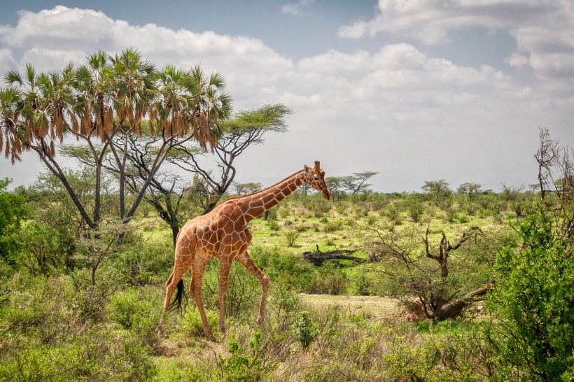 Сомалийский (сетчатый) жираф в национальном заповеднике Buffalo Springs. Кения