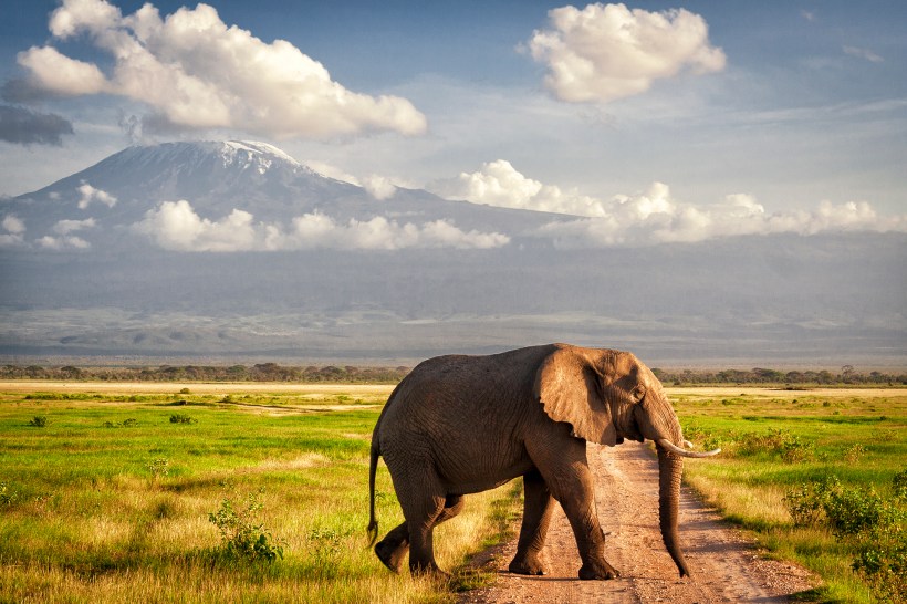 Килиманджаро и слон. Национальный заповедник Амбосели, Кения