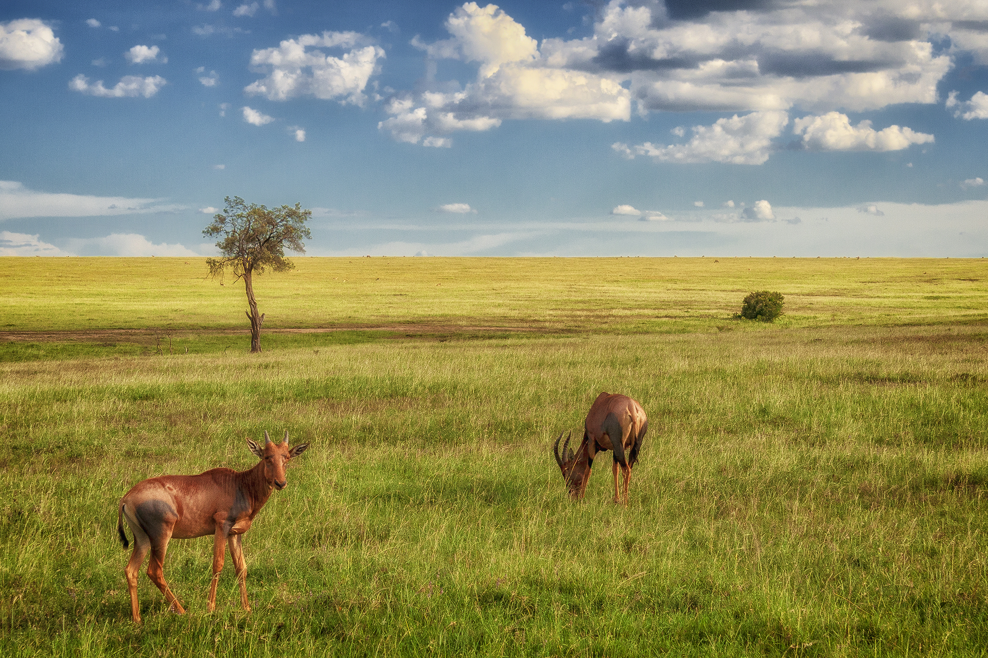 Антилопы топи в Масаи Мара. Кения