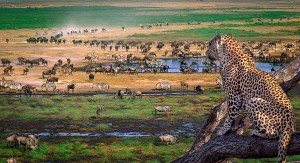 Нгоронгоро, Танзания